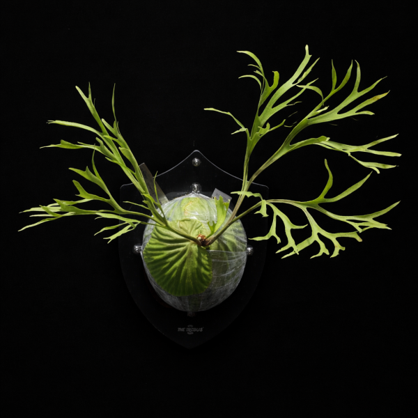 P. ridleyi "Pakarang" Sporeling 