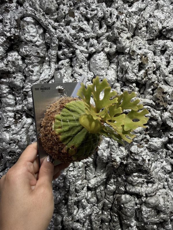 侏儒銀葉亞猴鹿角蕨 