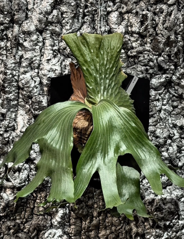 P. madagascariense × P. andinum 