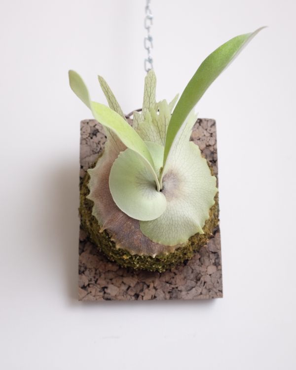 Platycerium Dawaut 