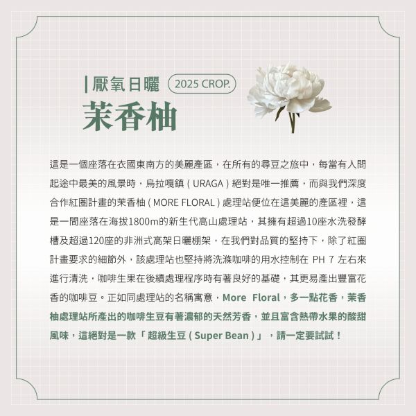 2025 厭氧日曬茉香柚 | 紅圈計畫 | 烏拉嘎 | TOP G1 | 可如蜜 咖啡生豆,衣索比亞,TOP G1,厭氧日曬茉香柚 Anaerobic Natural,厭氧日曬,可如蜜茉香柚,烏拉嘎,茉香柚處理站,紅圈計畫