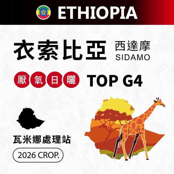 2026 衣索比亞 | TOP G4 | 厭氧日曬 | 瓦米娜處理站 Wamena | Sidamo 西達摩 衣索比亞,瓦米娜處理站,Wamena,厭氧日曬,TOP G4,Sidamo,西達摩,Heirloom,原生種,咖啡生豆,咖啡豆,配方豆 商業豆