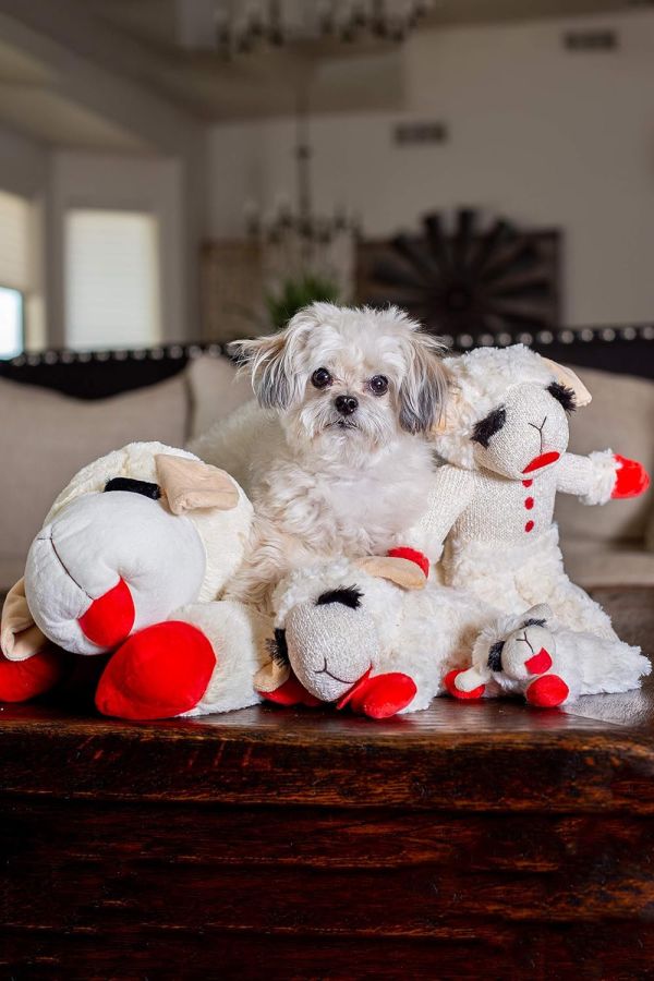 Multipet | Lamb Chop® 長睫毛綿羊啾啾玩偶 