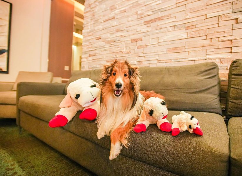 Multipet | Lamb Chop® 長睫毛綿羊啾啾玩偶 
