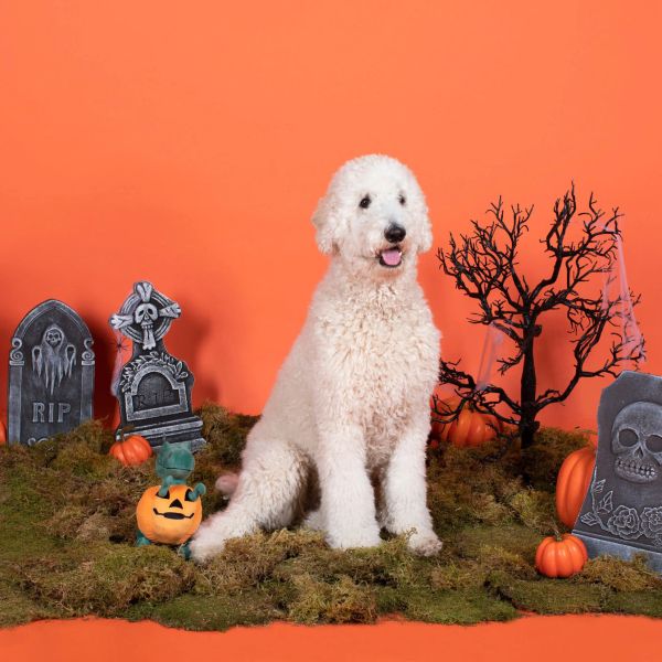Petshop｜南瓜燈籠暴龍啾啾玩偶 