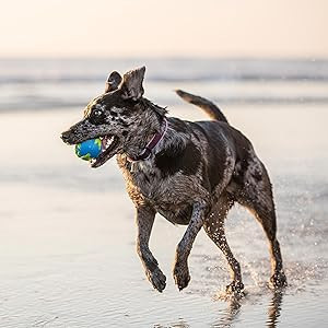 Planet Dog | 地球益智漏食球 
