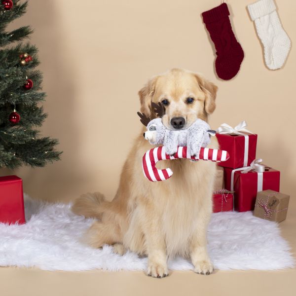 Petshop ｜ 拐杖糖樹懶啾啾玩偶 