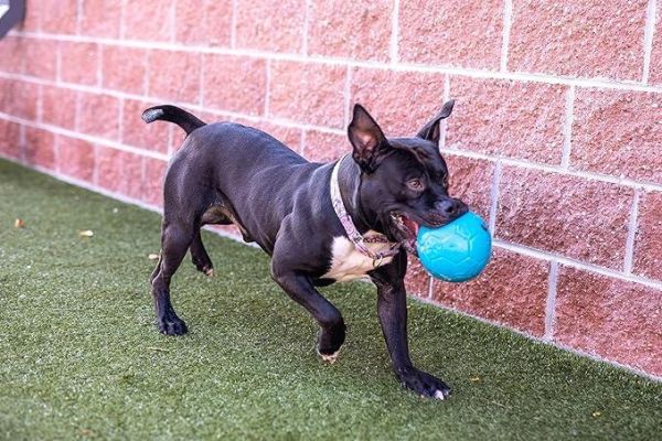 Jolly Pets | 迷你彈力足球水陸兩用球 