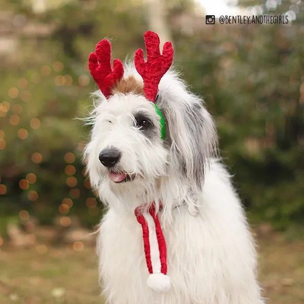 ZippyPaws | Holiday 聖誕節限定 麋鹿角頭飾 