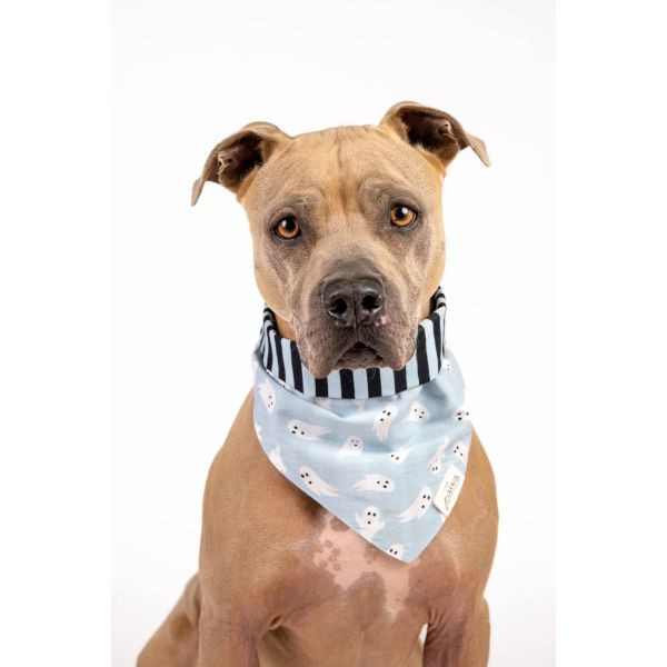 The Paws Spooky/Boo/Casper 萬聖節系列 雙面領巾 