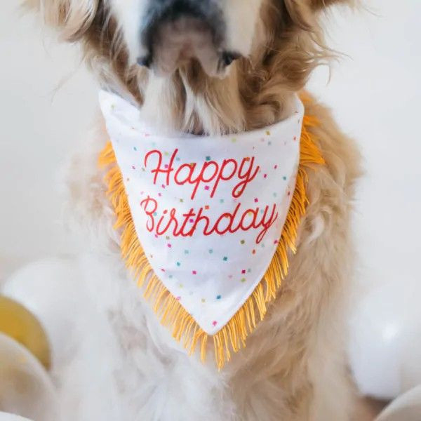 ZippyPaws | Birthday 生日領巾+骨頭啾啾玩具組 