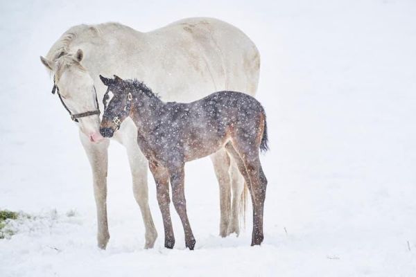 日本賽馬 純淨之輝 春秋分 親子寫真集 「Heritage of White」 *3/31發售! 日本,賽馬,純淨之輝,春秋分,親子,寫真集,Heritage of White,写真集,ソダシ