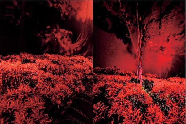 寫真家 蜷川實花 「蜷川実花展 with EiM:彼岸の光、此岸の影」*4/10發售! 寫真家,蜷川實花 ,蜷川実花展,with EiM,彼岸の光,此岸の影,