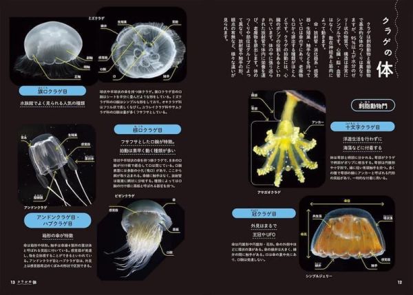 日文書 水母圖鑑 生態がよくわかるクラゲ図鑑 *4/16發售! 日文書,水母,圖鑑,生態がよくわかる,クラゲ,図鑑
