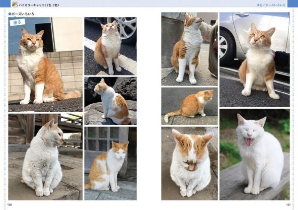 武田晶 貓咪寫真集「絵を描くためのネコの写真集」*2/25發售! 武田晶,貓咪寫真集,絵を描くためのネコの写真集