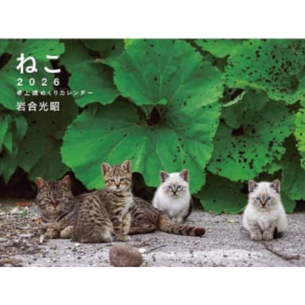 岩合光昭 貓咪 ねこ 2026年 桌上型月曆 桌曆 *9月中旬發售! 岩合光昭,貓咪,ねこ,2026年,桌上型,月曆,桌曆,ねこ,卓上,週めくり,カレンダー