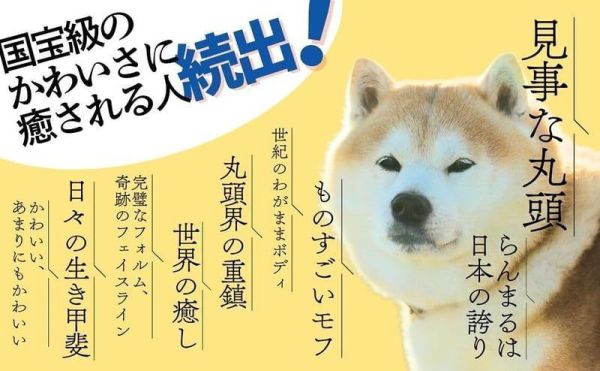 丸頭製作所 柴犬 蘭丸 RANMARU大全 「世界一頭がまるい柴犬のたのしいまいにち」 *5/22發售! 丸頭製作所,柴犬,蘭丸,RANMARU大全,世界一頭がまるい柴犬のたのしいまいにち