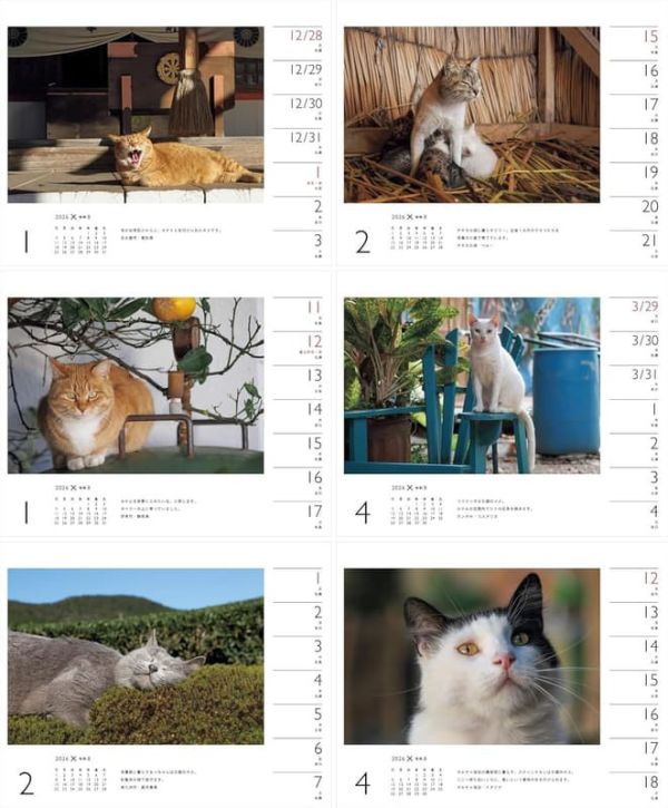 岩合光昭 貓咪 ねこ 2026年 桌上型週曆 桌曆 *10/8發售! 岩合光昭,貓咪,ねこ,桌上型,週曆,桌曆,カレンダー,卓上