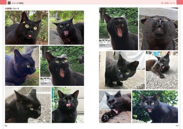 武田晶 貓咪寫真集「絵を描くためのネコの写真集」*2/25發售! 武田晶,貓咪寫真集,絵を描くためのネコの写真集