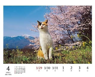 岩合光昭 貓咪 ねこ 2026年 桌上型月曆 桌曆 *9月中旬發售! 岩合光昭,貓咪,ねこ,2026年,桌上型,月曆,桌曆,ねこ,卓上,週めくり,カレンダー