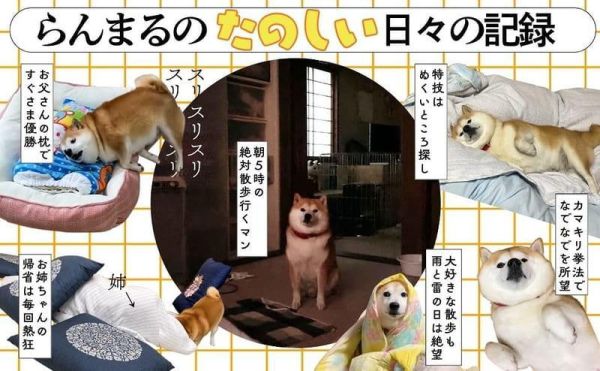 丸頭製作所 柴犬 蘭丸 RANMARU大全 「世界一頭がまるい柴犬のたのしいまいにち」 *5/22發售! 丸頭製作所,柴犬,蘭丸,RANMARU大全,世界一頭がまるい柴犬のたのしいまいにち