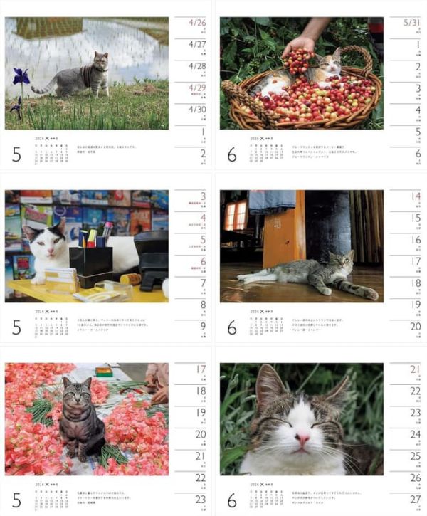 岩合光昭 貓咪 ねこ 2026年 桌上型週曆 桌曆 *10/8發售! 岩合光昭,貓咪,ねこ,桌上型,週曆,桌曆,カレンダー,卓上
