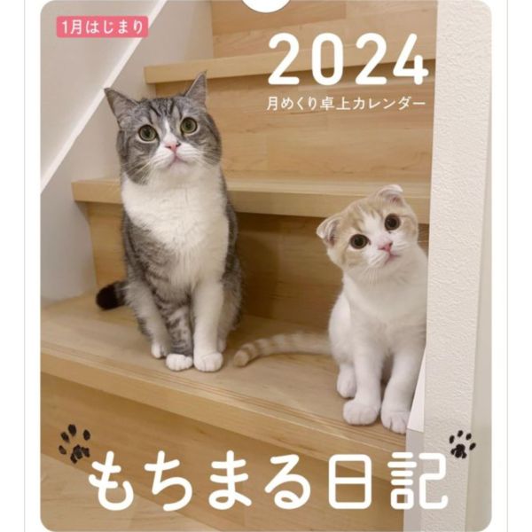 KADOKAWA 貓咪 下僕 Mochimaru もちまる日記 2024年 桌曆*10/24發售 もちまる日記 Mochimaru  2024年 掛式月曆 掛曆