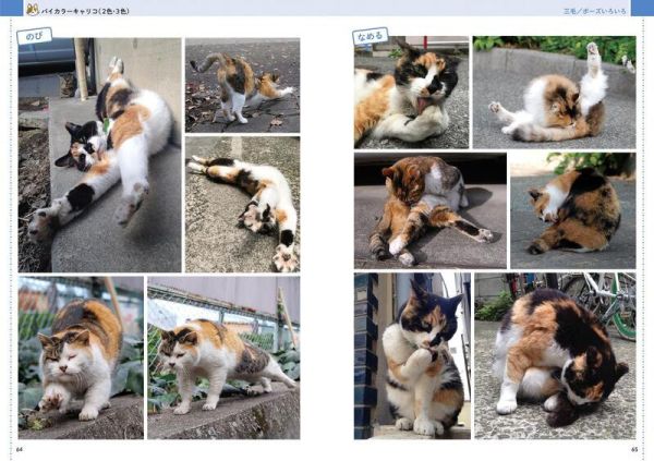 武田晶 貓咪寫真集「絵を描くためのネコの写真集」*2/25發售! 武田晶,貓咪寫真集,絵を描くためのネコの写真集