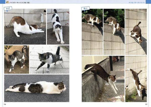 武田晶 貓咪寫真集「絵を描くためのネコの写真集」*2/25發售! 武田晶,貓咪寫真集,絵を描くためのネコの写真集