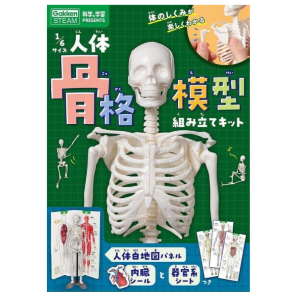 1/6比例人體骨骼模型組裝套組 1/6サイズ人体骨格模型組み立てキット*4/23發售! 1/6,人體,骨骼,模型,組裝,套組,人体,骨格,模型,組み立て,キット