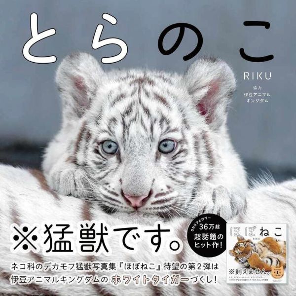 日文書 RIKU 兇猛貓科動物寫真「とらのこ」*5/9發售! 日文書,RIKU,兇猛,貓科,動物,寫真,とらのこ,写真集