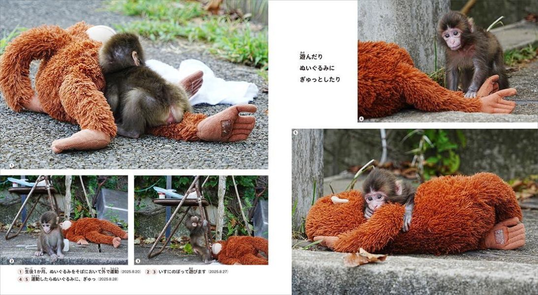 日文書 市川市動植物園 小猴子Punch的成長物語 がんばれ パンチ 子ザルの成長物語*11/26發售! 市川市動植物園,小猴子Punch的成長物語,がんばれ パンチ,子ザルの成長物語