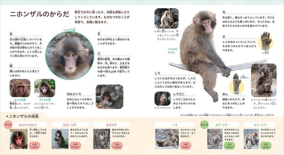 日文書 市川市動植物園 小猴子Punch的成長物語 がんばれ パンチ 子ザルの成長物語*11/26發售! 市川市動植物園,小猴子Punch的成長物語,がんばれ パンチ,子ザルの成長物語