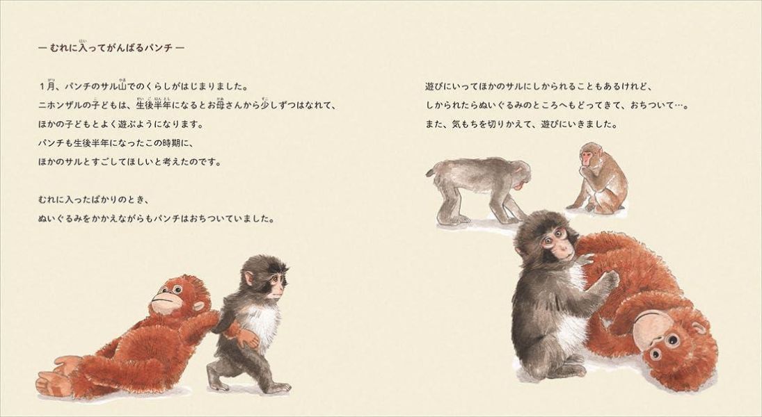 日文書 市川市動植物園 小猴子Punch的成長物語 がんばれ パンチ 子ザルの成長物語*11/26發售! 市川市動植物園,小猴子Punch的成長物語,がんばれ パンチ,子ザルの成長物語