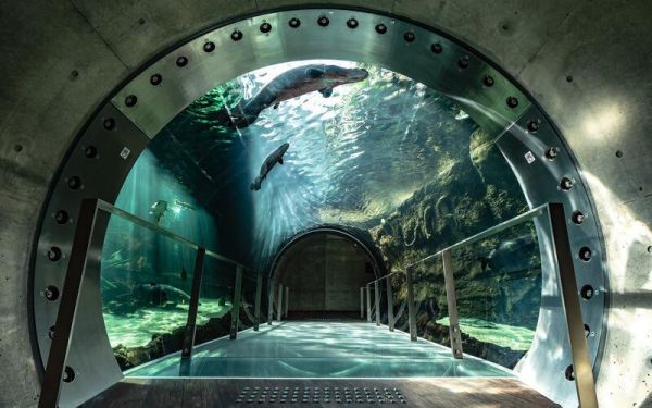 銀鏡つかさ 日本水族館寫真集 「水族館的美麗生物們 Aquarium Gradation」*5/2發售! 銀鏡つかさ,日本,水族館,寫真集,水族館的美麗生物們,Aquarium Gradation,水族館の美しい生きものたち