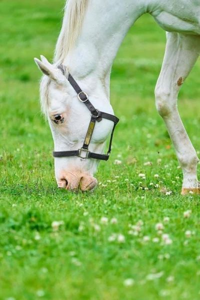 日本賽馬 純淨之輝 春秋分 親子寫真集 「Heritage of White」 *3/31發售! 日本,賽馬,純淨之輝,春秋分,親子,寫真集,Heritage of White,写真集,ソダシ
