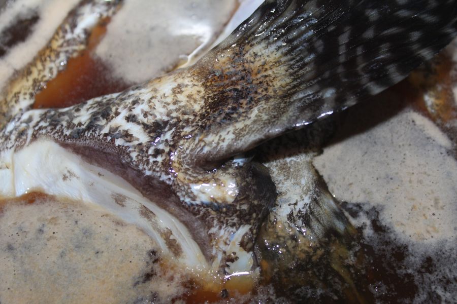 龍膽下巴2片＊每包300克＊易破真空 