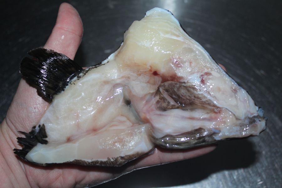 龍虎石斑頭＊每份180克以上＊易破真空 黑鮪魚,黑尾魚臉頰肉,長尾鳥
