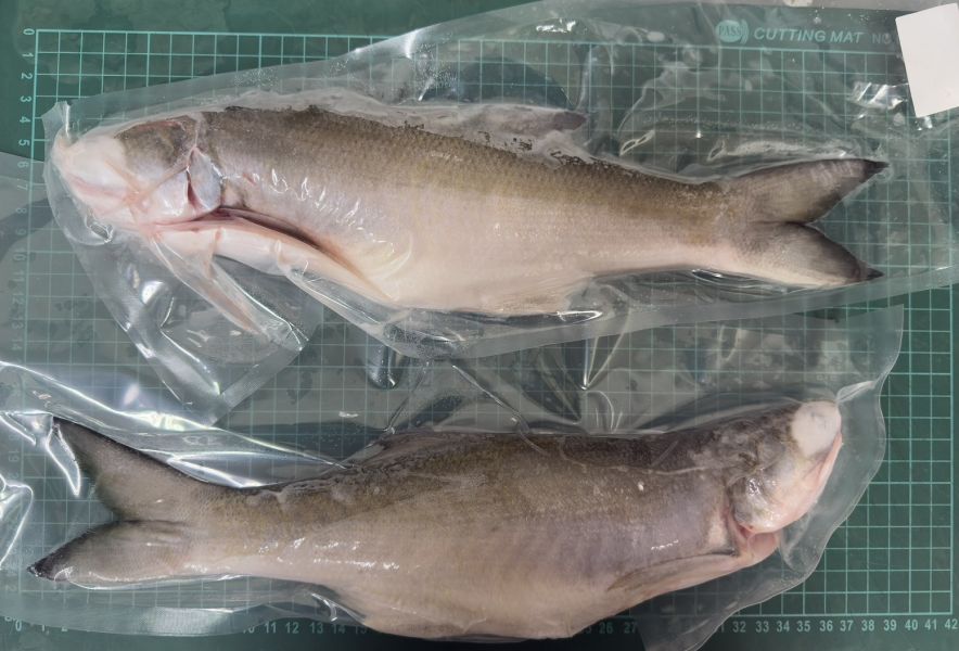 大午魚三去＊每包390克以上 帕頭仔,小黃魚,東港