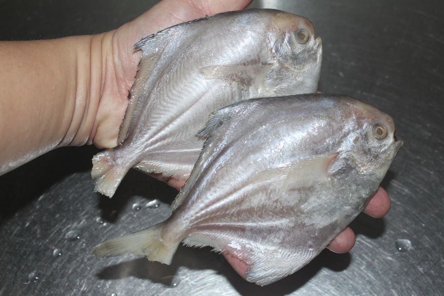 小白鯧2尾＊每包300克＊易破真空 小白鯧、白鯧魚、小白鯧魚片、白鯧特價、三去魚片、無刺魚片推薦（因軟刺易食用）、海鮮宅配、真空包裝魚、健康餐盒食材、小孩適合的魚、老人營養魚、乾煎魚推薦、清蒸魚食材、快速料理海鮮、省時晚餐