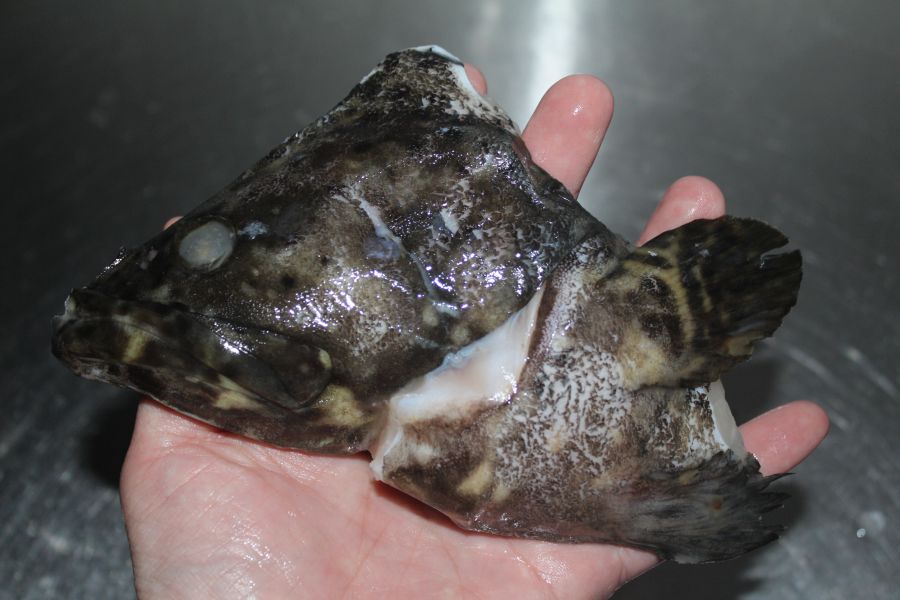 龍虎石斑頭＊每份180克以上＊易破真空 黑鮪魚,黑尾魚臉頰肉,長尾鳥