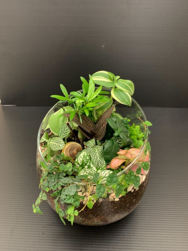 療癒開口植物缸 療癒生態植物缸、玻璃