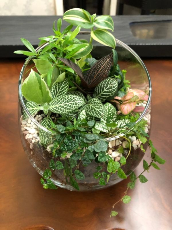 療癒開口植物缸 療癒生態植物缸、玻璃