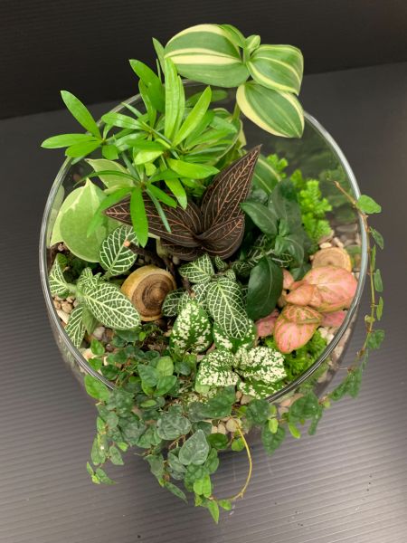 療癒開口植物缸 療癒生態植物缸、玻璃