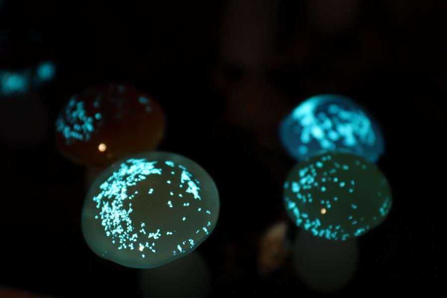 夜光香菇 