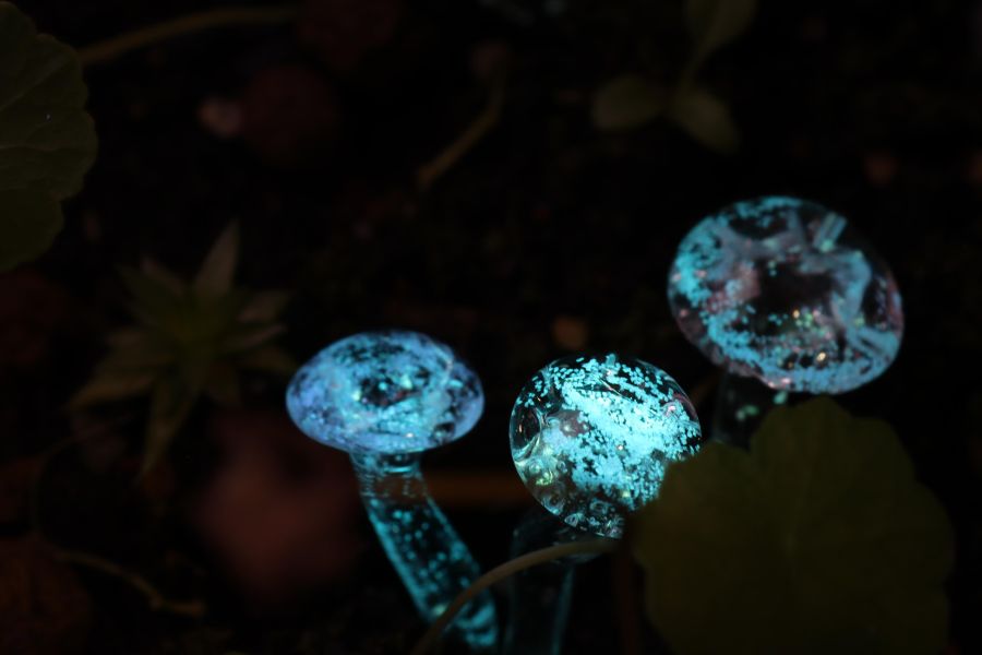 夜光香菇 