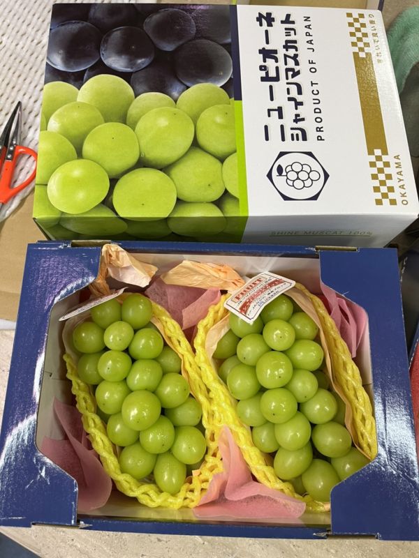 日本麝香葡萄 (8規) 