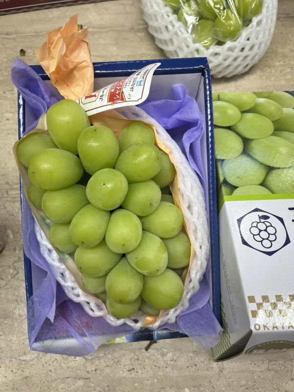 日本麝香葡萄 (8規) 