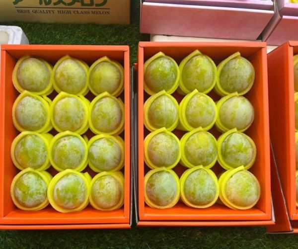美國空運恐龍蛋-綠蛋12入/愛馬橘盒附提袋 
