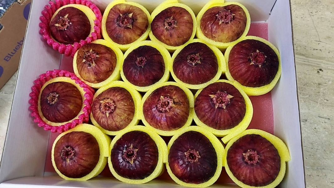 溫室無花果/甜度很低很低、就當補充營養 